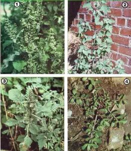 Wild Greens Image